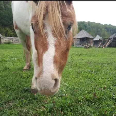 Gospodarstwo agroturystyczne Royal Village Kotromanicevo Vranduk